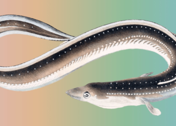 Ethereum Execution Layer Specification | Ethereum Foundation Blog