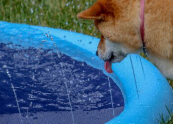 Dogecoin May Plunge Before Skyrocketing 400%—Analyst
