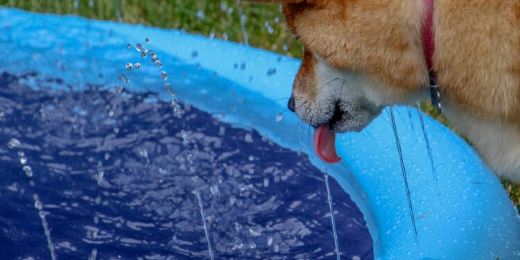 Dogecoin May Plunge Before Skyrocketing 400%—Analyst