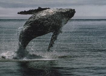 Bitcoin Whale Breaks Silence with $26 Million Transfer — What’s Going On?
