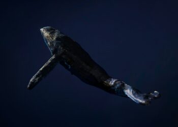 Dormant Whale Sells $80,000 BTC, But Bitcoin Bulls Still In Control