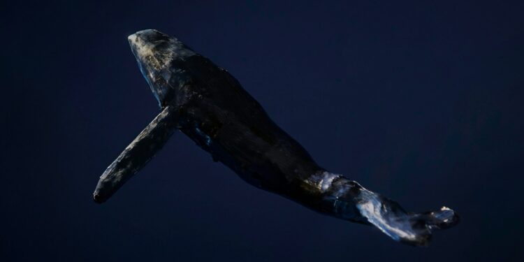 Dormant Whale Sells $80,000 BTC, But Bitcoin Bulls Still In Control