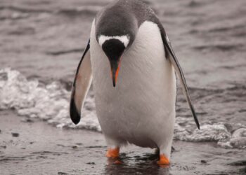 Arch Linux remains under attack as DDoS enters week 2 – here’s a workaround