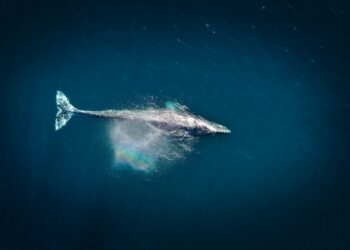 Whales Scoop $1.73B In ETH As Exchange Balances Hit Nine-Year Low
