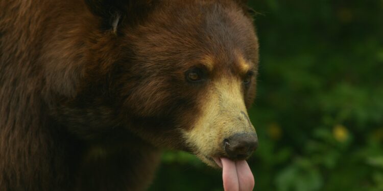 Michael Saylor Issues Rally Cry To Bitcoin Army: “Starve The Bears!”