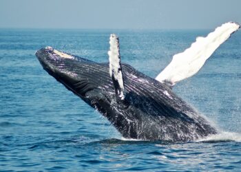 Are Bitcoin Whales Back In Accumulation Mode? On-Chain Data Suggests So