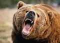 Strategy’s Bitcoin Position Is Bear-Proof, Analyst Says