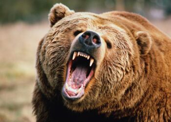 Strategy’s Bitcoin Position Is Bear-Proof, Analyst Says