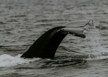 Bitcoin Whales Could Drive Prices Down Further, Experts Warn