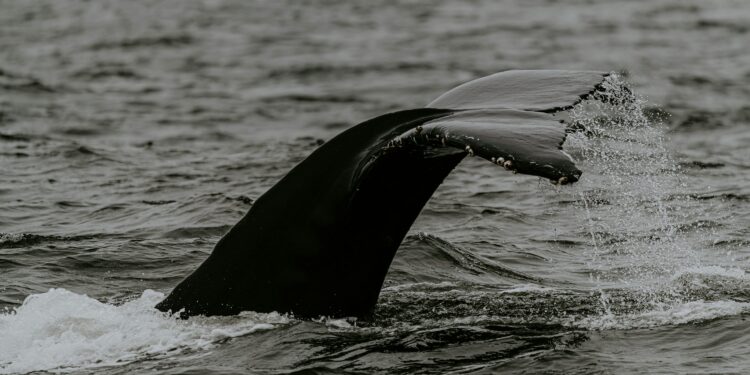 Bitcoin Whales Could Drive Prices Down Further, Experts Warn