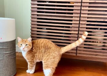 This air purifier is a must for pet parents, and it’s $150 off for Black Friday