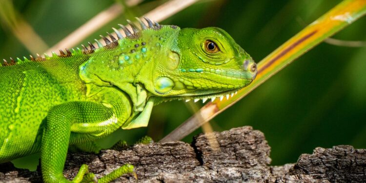 SUSE Enterprise Linux 16 is here, and its killer feature is digital sovereignty